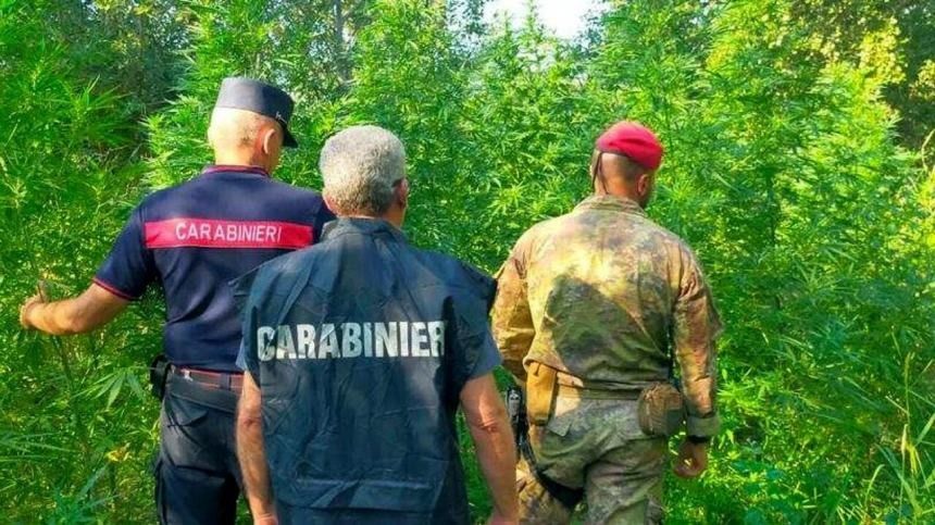 Coltivavano Marijuana su un terreno abbandonato